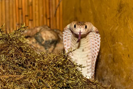 A criança reagiu instintivamente e mordeu a cabeça da cobra
