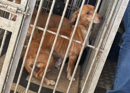 Cães estavam desnutridos e no meio de sujeira em residência do Núcleo João Paulo