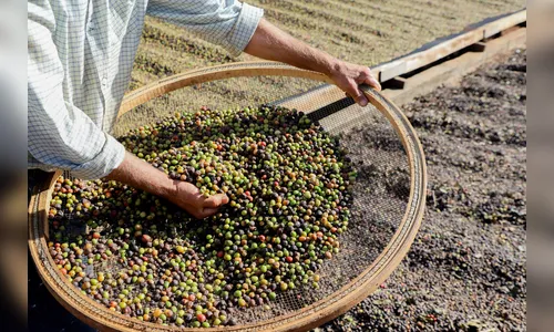 Café de Mandaguari conquista a 20ª Indicação Geográfica do Paraná