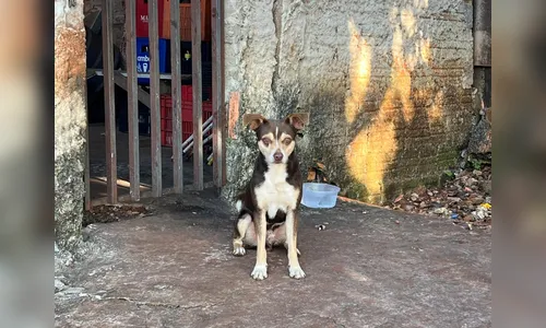Cão “espera” no portão por dono que morreu atropelado em Apucarana (PR)