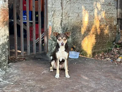 Cão “espera” no portão por dono que morreu atropelado em Apucarana (PR)
