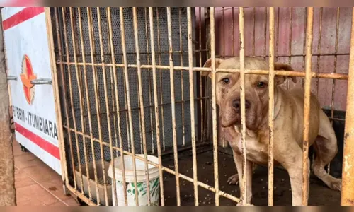 Criança de 4 anos morre após ser atacada por pitbull dentro de casa