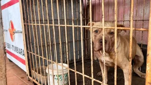 Cão já era adulto quando foi doado para a família, há um mês