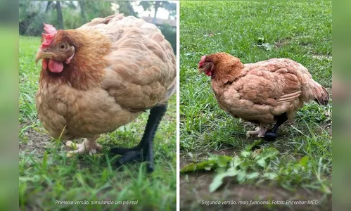 Projeto implanta prótese 3D em galinha e outros animais no PR