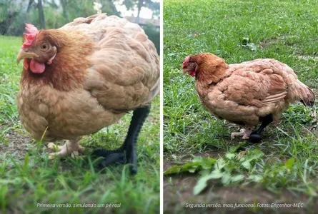 Duas versões de prótese foram feitas para a galinha "Gorda"