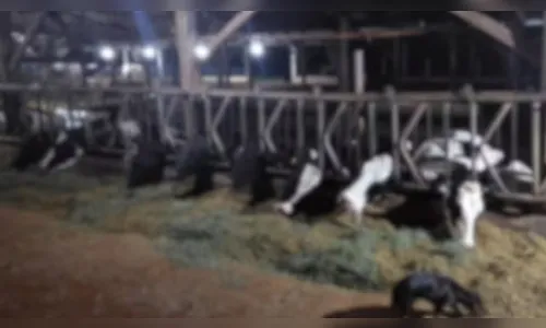 Curto-circuito mata 32 vacas no PR e causa prejuízo de R$ 600 mil