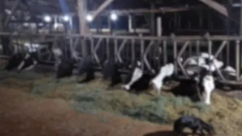 Edenir Adenor Zeahrsfass registrou as vacas mortas na sala de trato