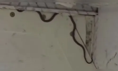 Cobra é encontrada em avião e assusta passageiros do vôo