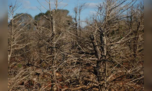 Cafeicultores relembram impacto na região 50 anos após geada negra