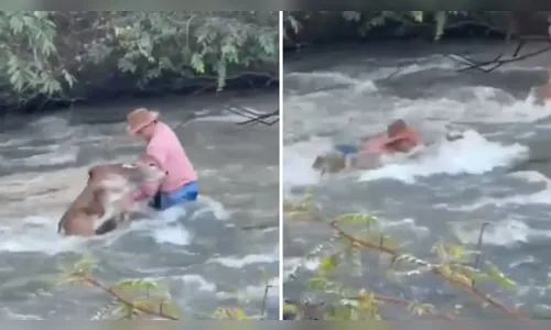 Peão enfrenta correnteza e salva bezerro durante travessia; veja vídeo
