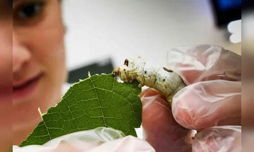 Vale do Ivaí é destaque no concurso Seda Paraná