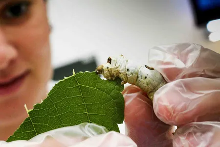 Laboratório de Melhoramento Genético de Bicho-da-Seda, da UEM