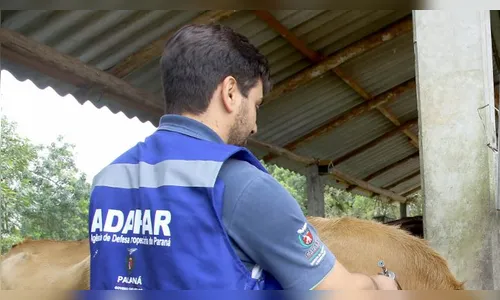 Propriedade de Califórnia (PR) é interditada após abate de 50 bovinos com tuberculose