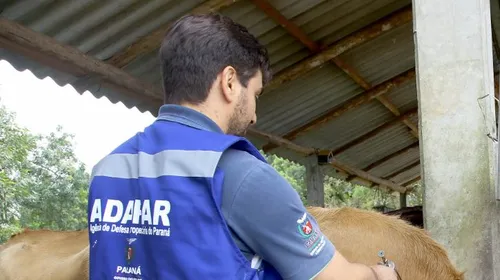 Não existe vacina, portanto o controle da doença fundamenta-se na detecção e eliminação dos animais positivos