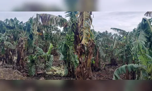 Agricultores de Novo Itacolomi têm prejuízo de R$ 2,7 milhões