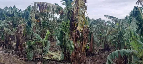 Novo Itacolomi é o segundo maior produtor do fruto do Paraná