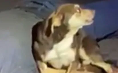 O animal não deixa os socorristas se aproximarem e chega a avançar contra a equipe. No entanto, em um dado momento, os socorristas conseguem realizar o atendimento.