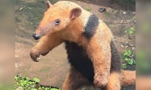 Tamanduá-mirim é resgatado com ferimentos em rodovia