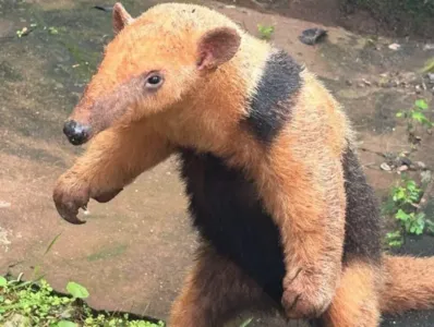O animal receberá tratamento especializado