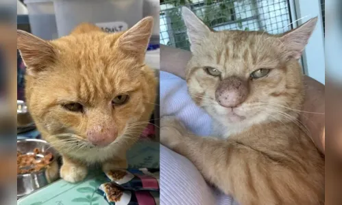 Gato do 'nariz de palhaço' que viralizou na web tem diagnóstico