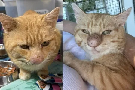O gato do nariz inchado, ainda não tinha diagnóstico definido na época