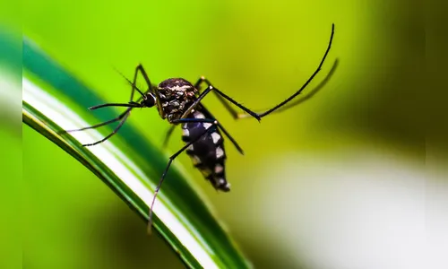 Paraná registra mais 1,5 mil casos e quatro óbitos por dengue