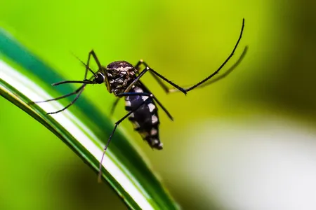 Os dados acumulados do ano epidemiológico 2025 totalizam 247.134 notificações