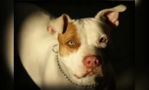 Cachorro morre ao ser atacado por pitbull de empresa em Califórnia