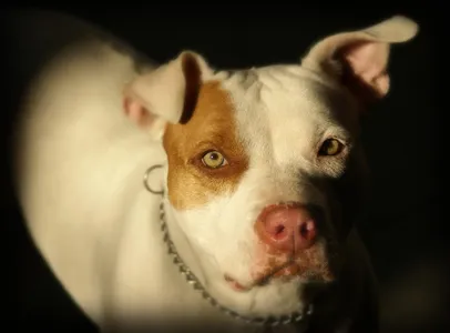 Outras 10 raças derivadas do pitbull também estão restritas