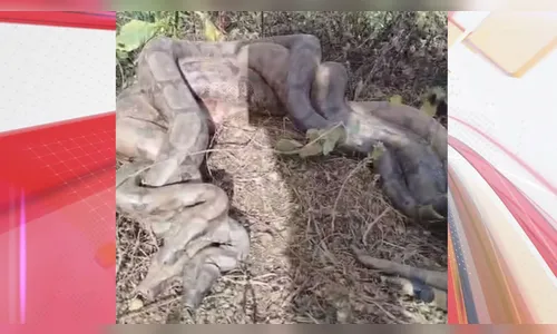 Romeiros filmam jiboias em 