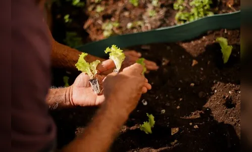 Comer bem é um direito: o 