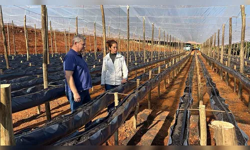 Projeto-piloto incentiva cultivo orgânico em Ivaiporã