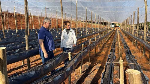 Projeto-piloto incentiva cultivo orgânico em Ivaiporã