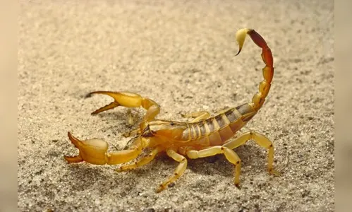 Paraná intensifica ações contra acidentes com escorpiões