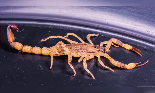 Saiba como agir em caso de picada de escorpião; confira