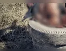 Homem é achado amarrado, esfaqueado e queimado dentro de pneus