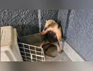 Tamanduá-mirim é capturado em empresa de Arapongas