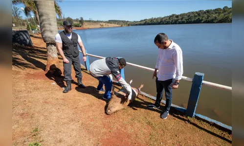 Meio Ambiente investiga caça ilegal de capivaras com flechas em Apucarana (PR)