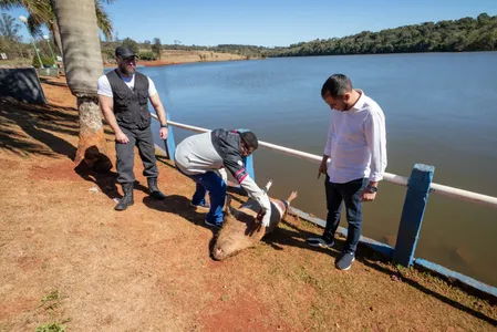 Animal foi retirado do lago do Parque da Raposa