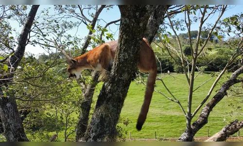 Biólogo explica aumento de registros de onça-parda na região