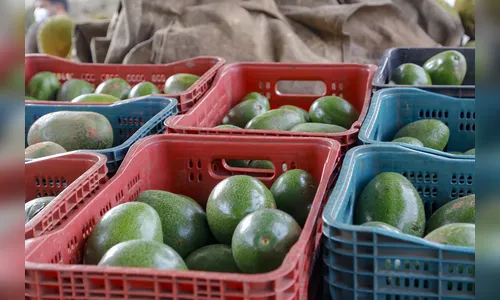Apucarana lidera produção de abacate no Paraná com 14,5%