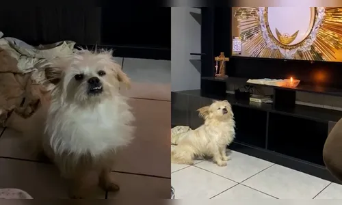 Cachorro acompanha tutoras nas orações de madrugada do Frei Gilson