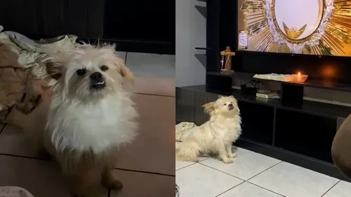 Cachorro Rock assiste lives do Frei Gilson