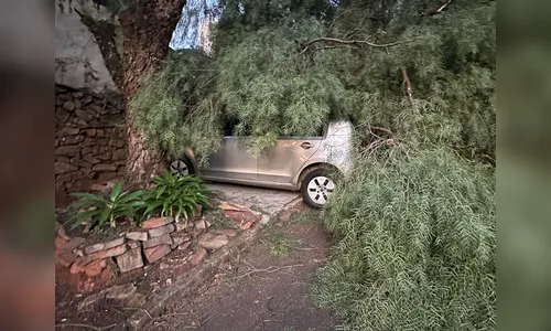 Árvore cai sobre dois veículos em bairro de Apucarana; veja