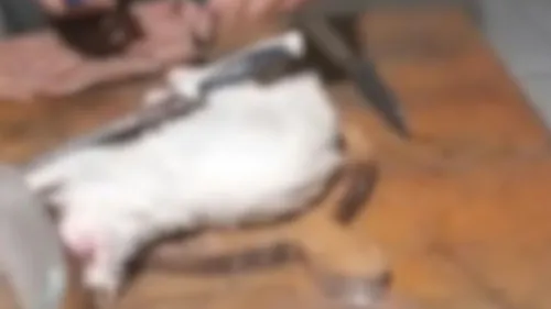 De acordo com a mãe do autor do crime, ele abatia cães, gatos e até ratos para consumo próprio há pelo menos quatro anos