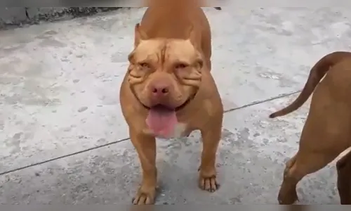 Pitbull ataca outro cachorro e polícia é mobilizada em Ivaiporã