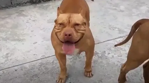 O ataque foi na tarde de quarta-feira no Jardim Luiz XV