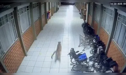 Onça é flagrada em Apae em nova aparição do felino em áreas urbanas no PR