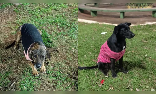 Cães de rua têm roupas de frio furtadas em Jandaia do Sul