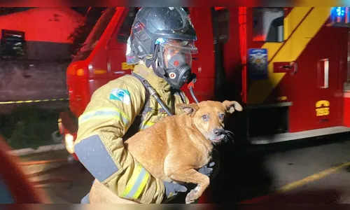 Cachorrinha é salva por bombeiros durante incêndio em Apucarana; veja